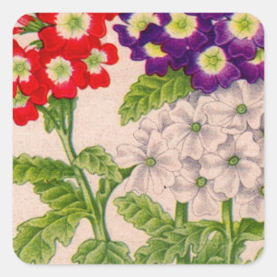 verbena flowers in red and purple square sticker