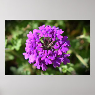 Verbena,  poster