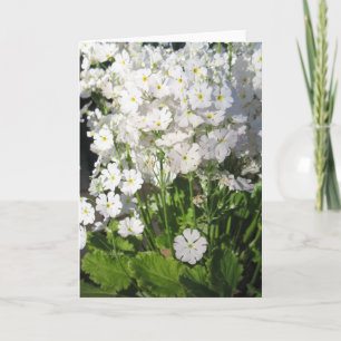 Verbena - white spring flowers card