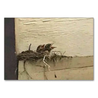 Verbs Chirping Birds Reading Flashcards for Adults