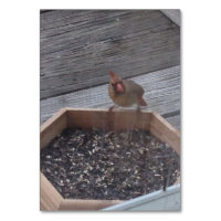 Verbs Eating Sitting Robin Bird Reading Flashcards