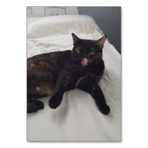 Verbs laying licking cat reading flashcards adults table number