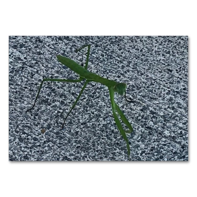 Verbs, Praying Mantis Walking, Reading Flashcards Table Number (Front)