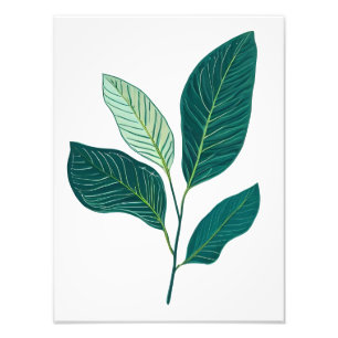 Verdant Elegance: Banana Leaves on Whit Photo Print