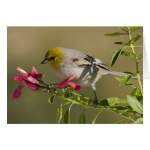 Verdin