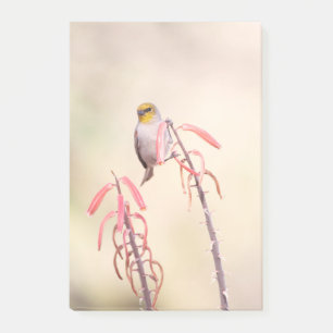Verdin perched on penstemon post-it notes