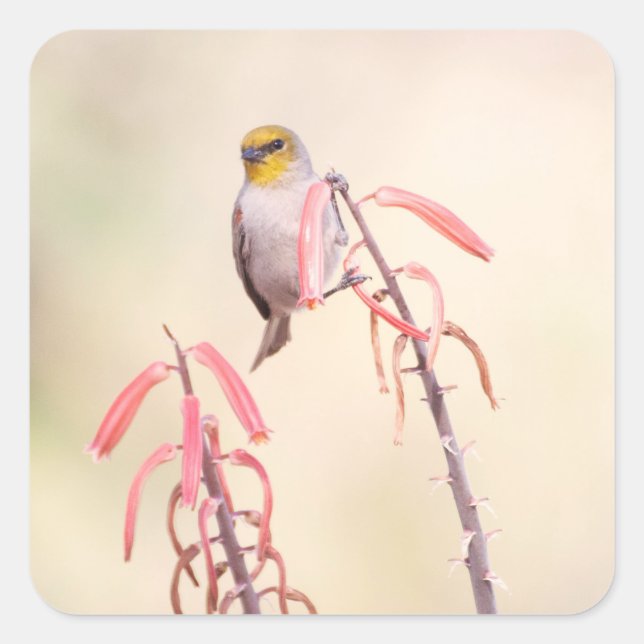 verdin perched on penstemon square sticker (Front)
