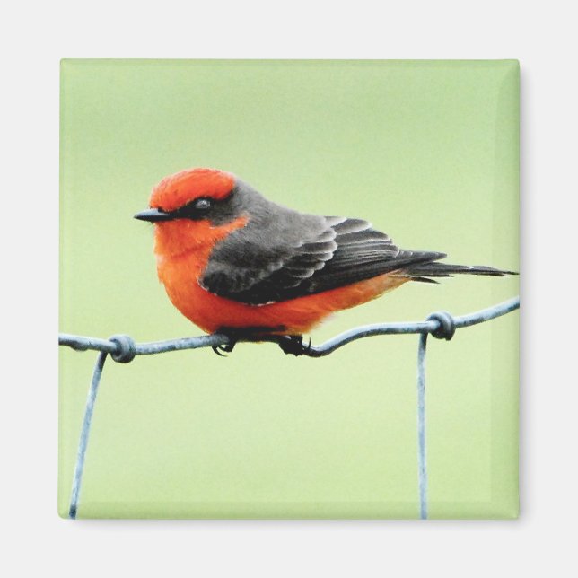 Vermilion Flycatcher - Magnet (Front)
