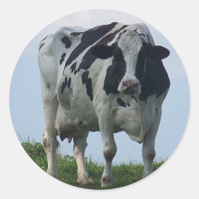 Vermont Dairy Cow Classic Round Sticker (Front)