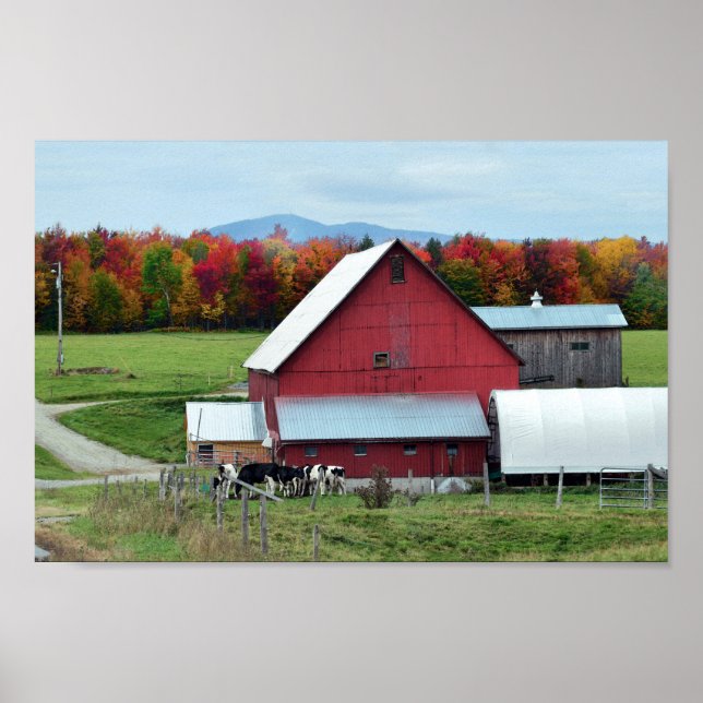 Vermont Dairy Cows at the Barn Poster (Front)