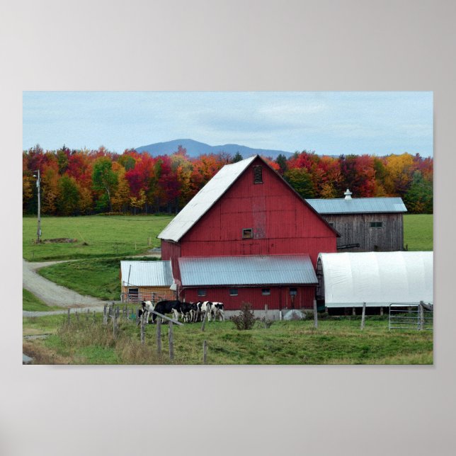Vermont Dairy Cows at the Barn Poster (Front)
