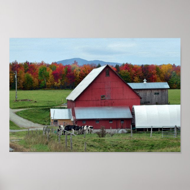 Vermont Dairy Cows at the Red Barn Poster (Front)