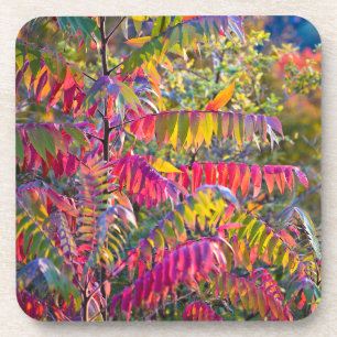 Vermont Foliage Leaves City Hard Plastic Coaster