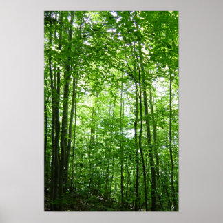 VERMONT FOREST POSTER