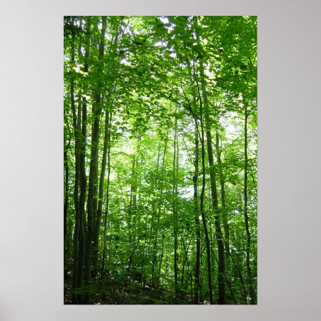 VERMONT FOREST POSTER (Front)
