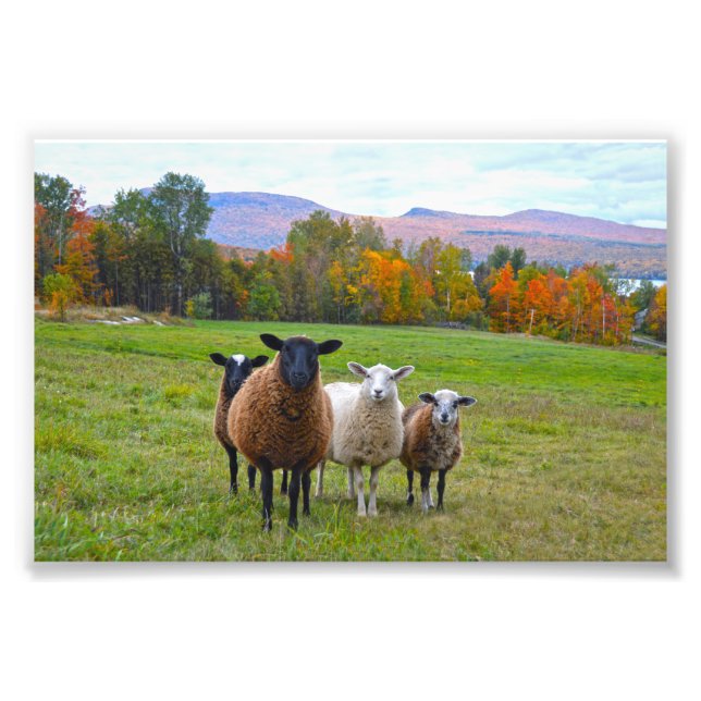 Vermont Sheep in Autumn Photo Print (Front)