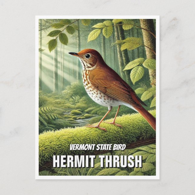 Vermont State Bird Hermit Thrush Postcard (Front)