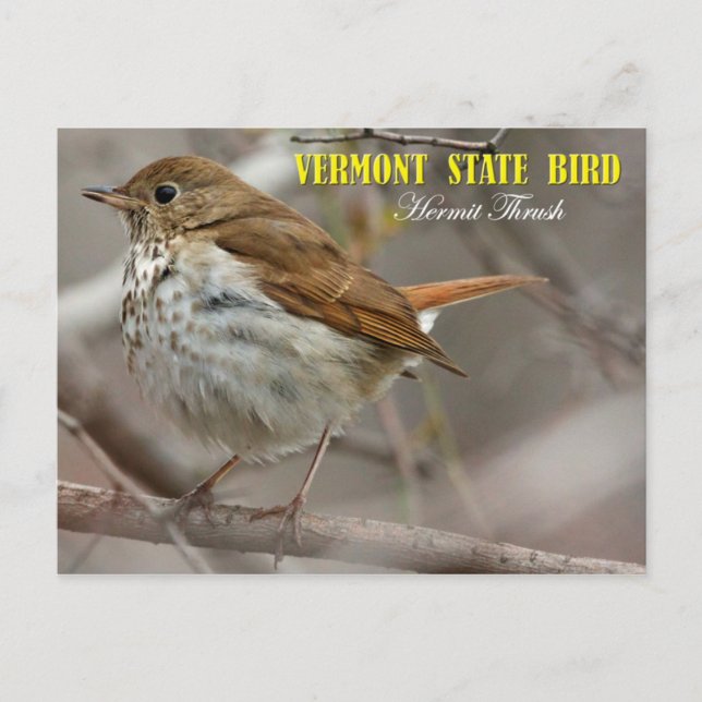 Vermont State Bird: Hermit Thrush Postcard (Front)