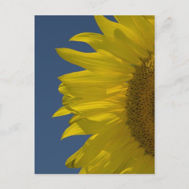 Vertical Sunflower   Postcard (Front)
