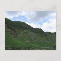 Verticle Vineyards