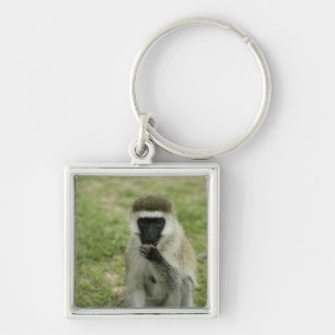 Vervet monkey eating, Africa Key Ring
