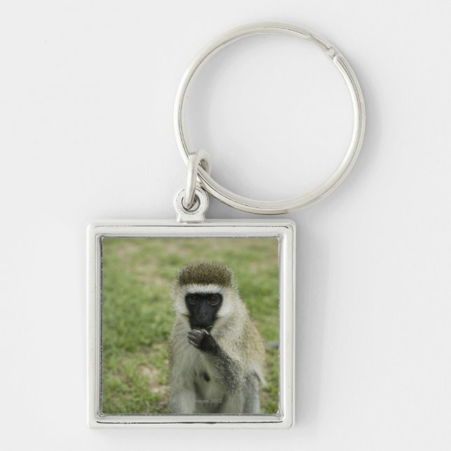 Vervet monkey eating, Africa Key Ring (Front)