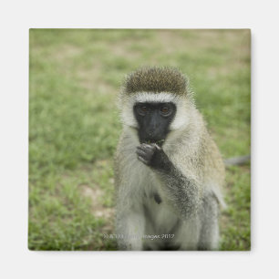 Vervet monkey eating, Africa Magnet