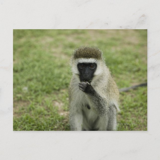 Vervet monkey eating, Africa Postcard (Front)