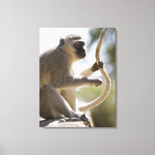 Vervet monkey holding tail canvas print