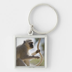 Vervet monkey holding tail key ring