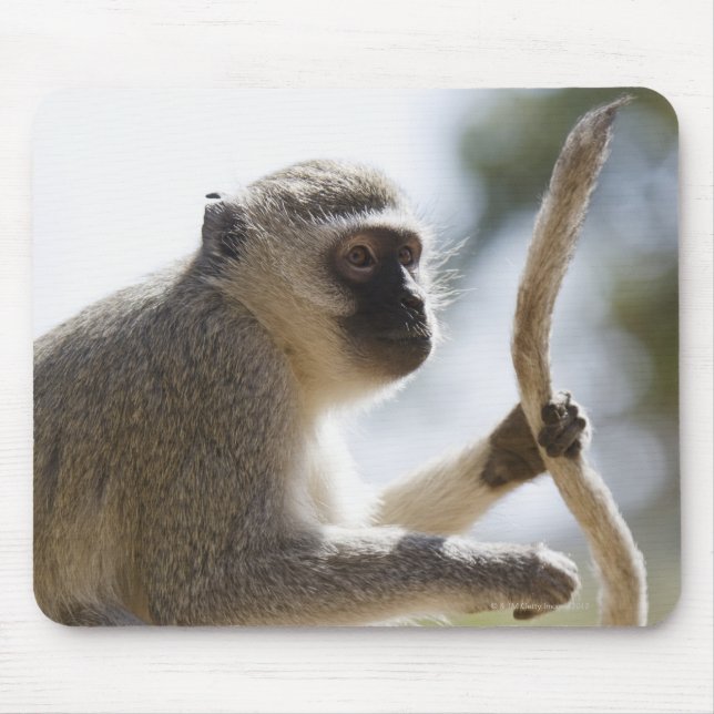 Vervet monkey holding tail mouse pad (Front)