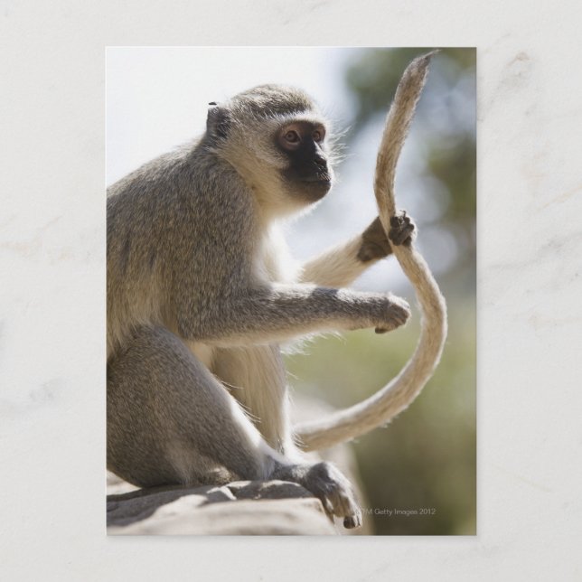Vervet monkey holding tail postcard (Front)