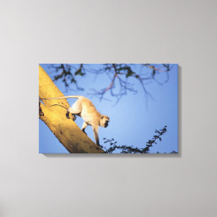 Vervet monkey on tree branch , Serengeti Canvas Print