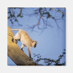 Vervet monkey on tree branch , Serengeti Magnet