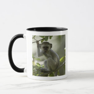 Vervet Monkey, Zimbabwe Mug