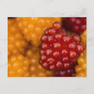 Very Berry Postcard