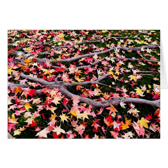 Very Colorful Maple Leaves (Front Horizontal)