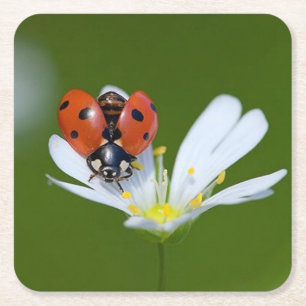 Very Cool Ladybug on a Flower Square Paper Coaster