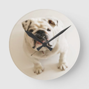 Very Cute Bulldog Round Clock