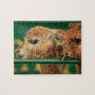 very cute lamas both looking at something jigsaw puzzle