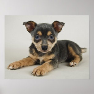 Very Cute Puppy With Loving Eyes Poster