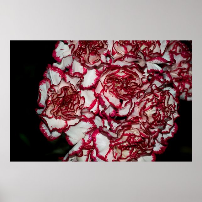 Very nice colourful carnation close up poster (Front)