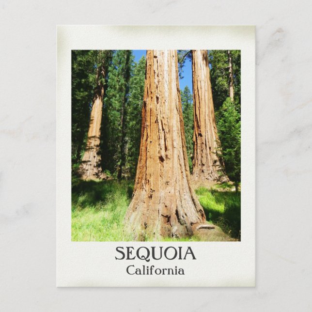 Very Nice Sequoia Postcard! Postcard (Front)
