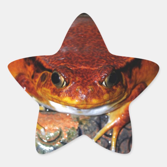 Very nice tomato frog. Frog with unusual colour. Star Sticker (Front)