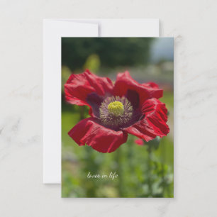 Very Open Red Poppy Card