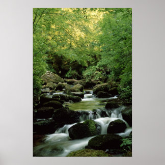 Very Special Woodland Stream Poster. Poster