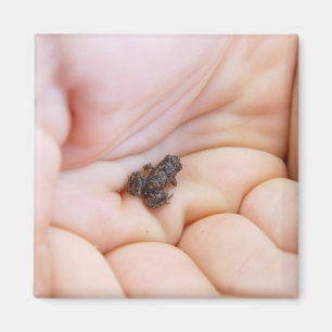 Very Tiny Black Frog About Size Of Fly In The Hand Magnet