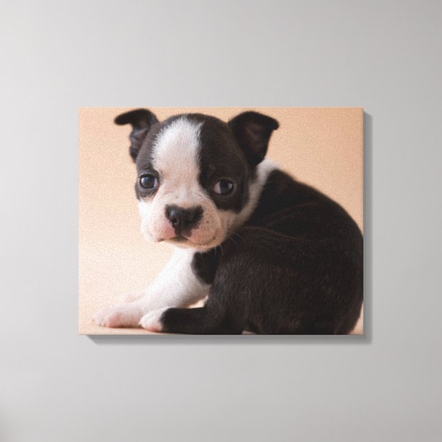 Very Young Boston Terrier Puppy Canvas Print (Front)