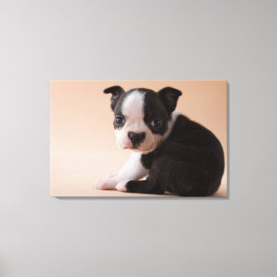 Very Young Boston Terrier Puppy Canvas Print