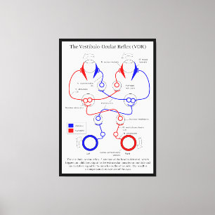 Vestibulo Ocular Reflex VOR Eye Movement Stabilise Canvas Print